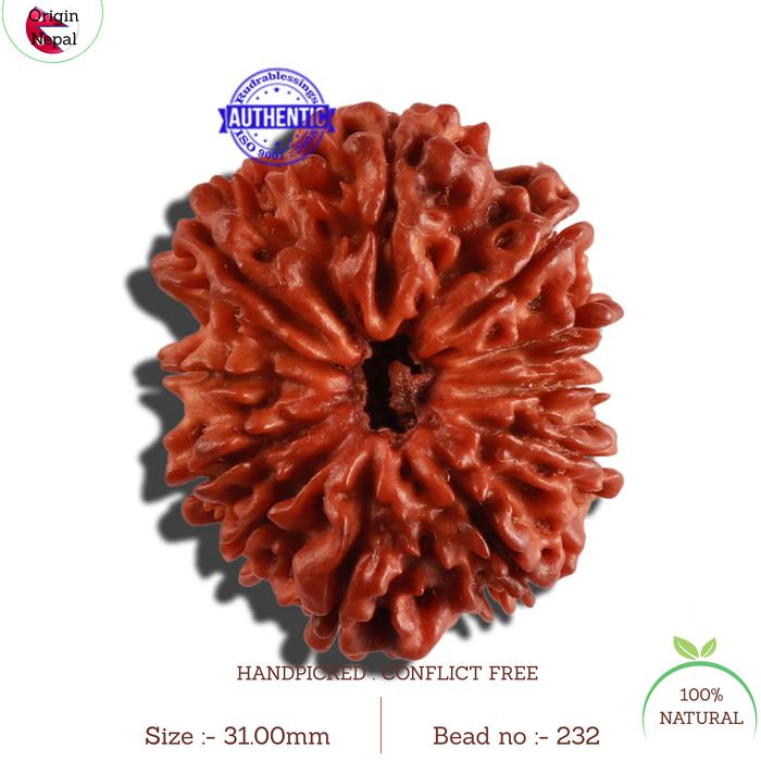 11 Mukhi Nepalese Rudraksha - Bead No. 232