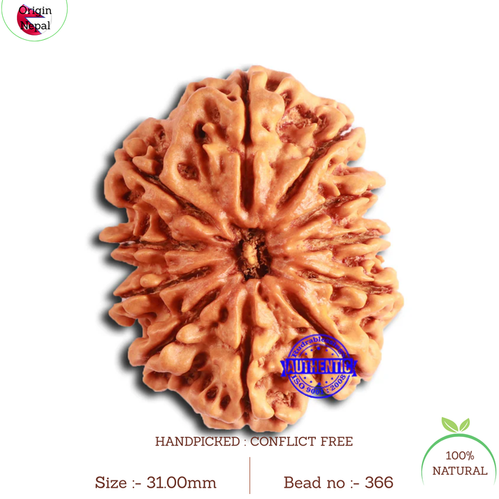 11 Mukhi Nepalese Rudraksha - Bead No. 366