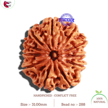 Load image into Gallery viewer, 11 Mukhi Nepalese Rudraksha - Bead No. 288
