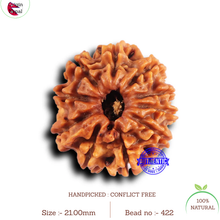 Load image into Gallery viewer, 10 Mukhi Nepalese Rudraksha - Bead No. 422
