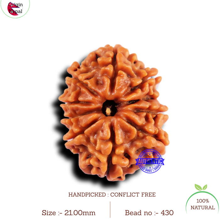 10 Mukhi Nepalese Rudraksha - Bead No. 430
