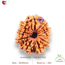 Load image into Gallery viewer, 10 Mukhi Nepalese Rudraksha - Bead No. 444

