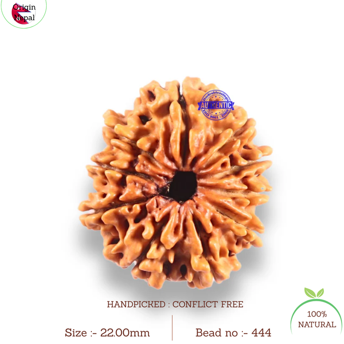 10 Mukhi Nepalese Rudraksha - Bead No. 444