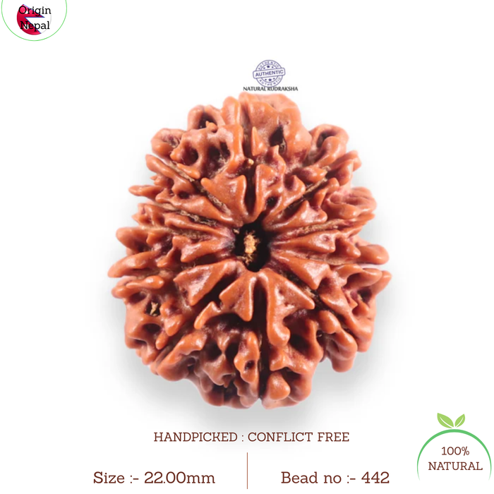 10 Mukhi Nepalese Rudraksha - Bead No. 442