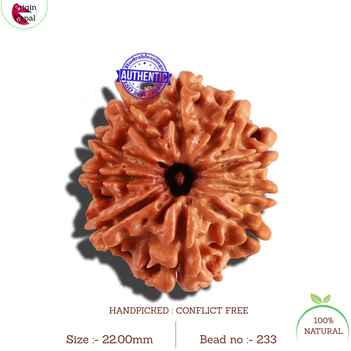 10 Mukhi Nepalese Rudraksha - Bead No. 233