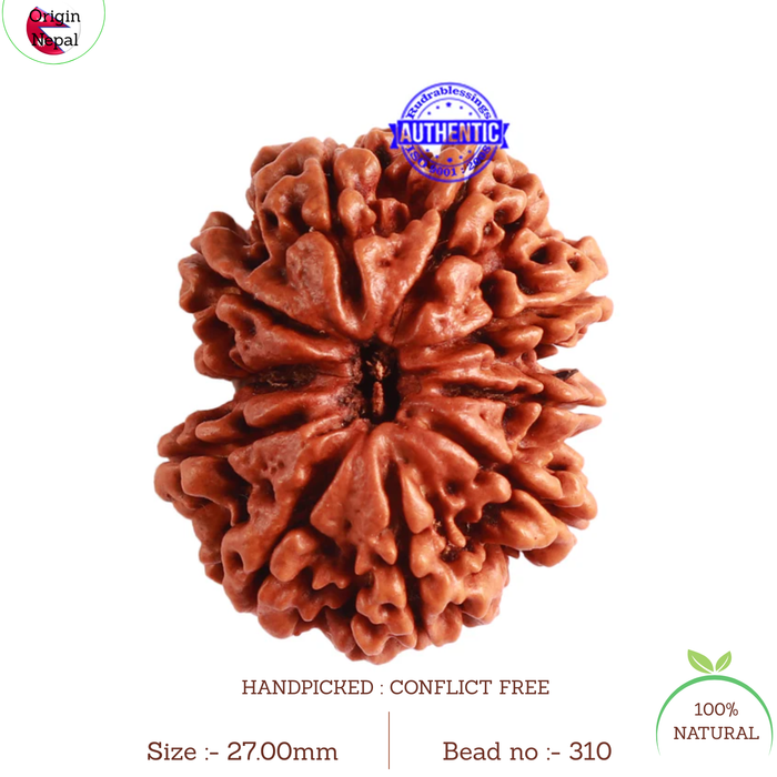 10 Mukhi Nepalese Gaurishankar Rudraksha - Bead No. 310