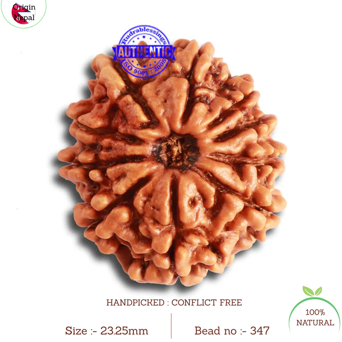 10 Mukhi Nepalese Rudraksha - Bead No. 347