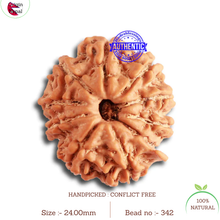 Load image into Gallery viewer, 10 Mukhi Nepalese Rudraksha - Bead No 342
