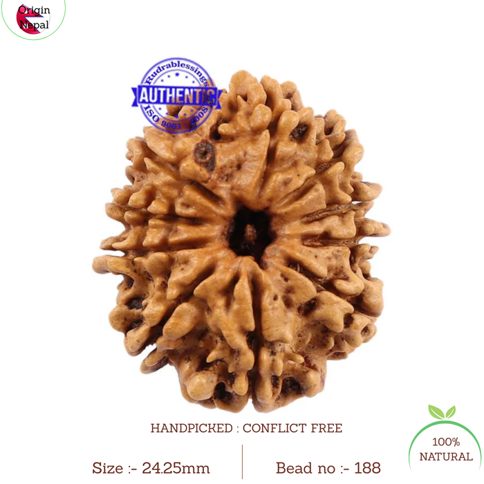 10 Mukhi Nepalese Rudraksha - Bead No 188