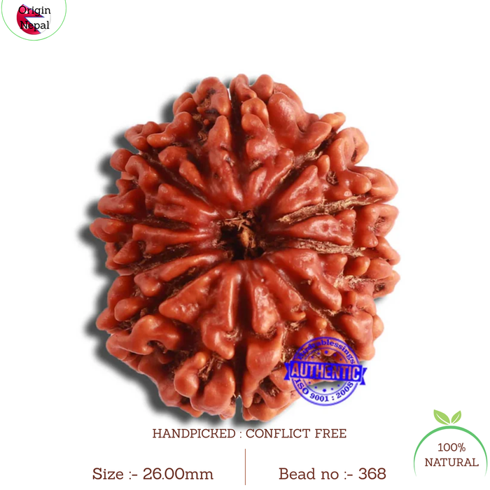 10 Mukhi Nepalese Rudraksha - Bead No 368