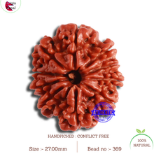 Load image into Gallery viewer, 10 Mukhi Nepalese Rudraksha - Bead No. 369
