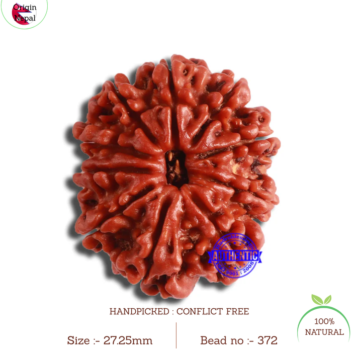 10 Mukhi Nepalese Rudraksha - Bead No. 372