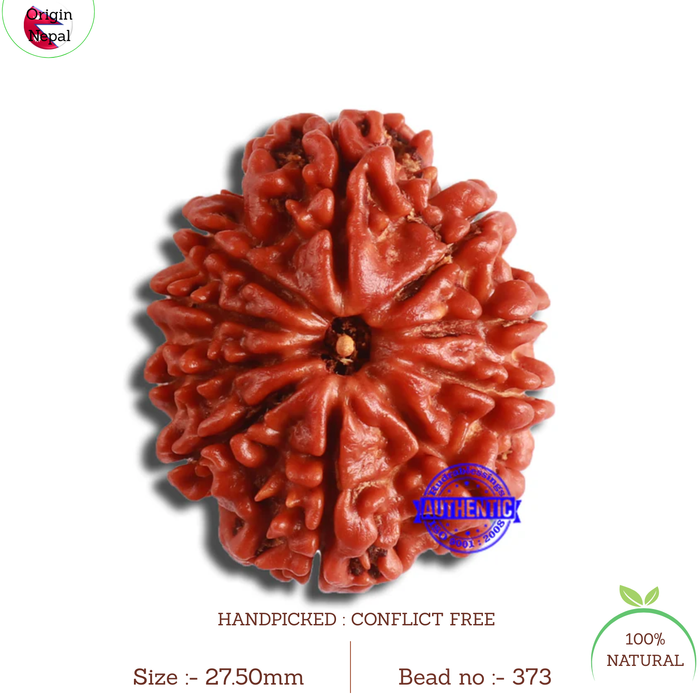 10 Mukhi Nepalese Rudraksha - Bead No. 373