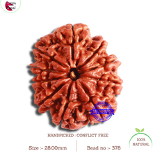 Load image into Gallery viewer, 10 Mukhi Nepalese Rudraksha - Bead No 378
