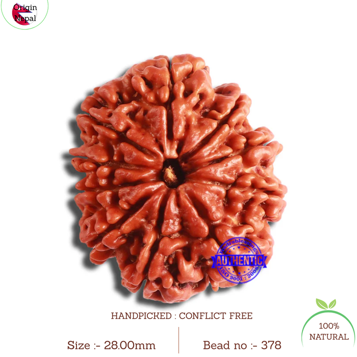 10 Mukhi Nepalese Rudraksha - Bead No 378