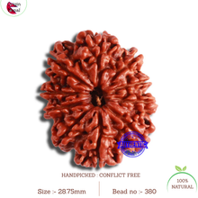 Load image into Gallery viewer, 10 Mukhi Nepalese Rudraksha - Bead No 380
