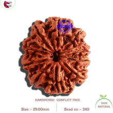 Load image into Gallery viewer, 10 Mukhi Nepalese Rudraksha - Bead No. 340
