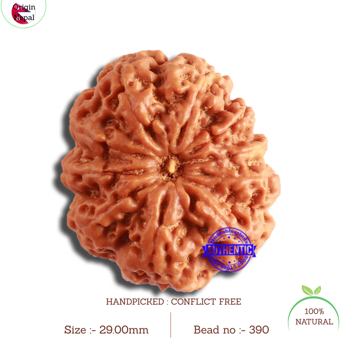10 Mukhi Nepalese Rudraksha - Bead No. 390