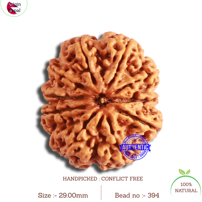 10 Mukhi Nepalese Rudraksha - Bead No. 394