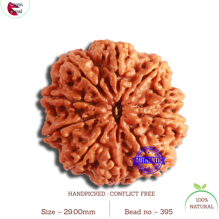10 Mukhi Nepalese Rudraksha - Bead No. 395