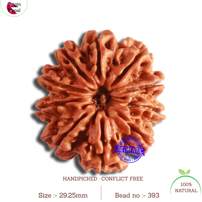 10 Mukhi Nepalese Rudraksha - Bead No. 393