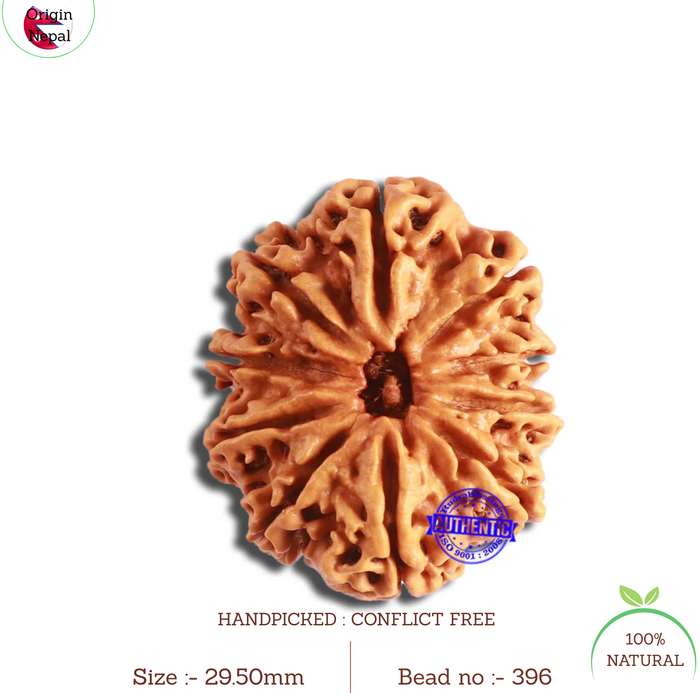 10 Mukhi Nepalese Rudraksha - Bead No. 396
