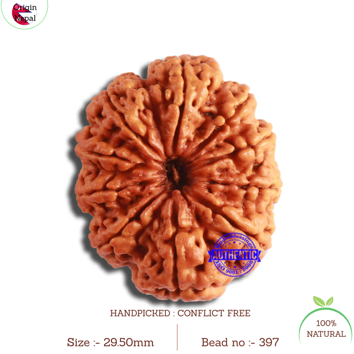 10 Mukhi Nepalese Rudraksha - Bead No. 397