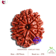 Load image into Gallery viewer, 10 Mukhi Nepalese Rudraksha - Bead No. 379
