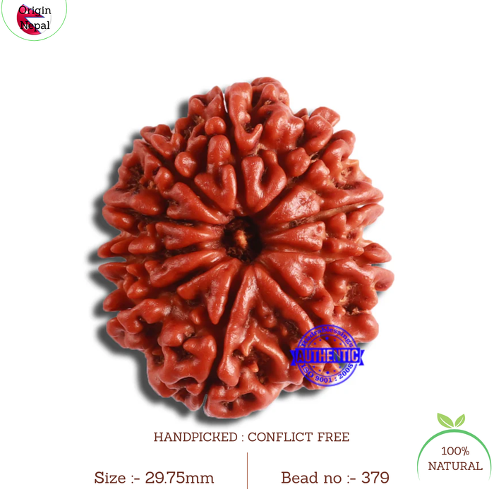10 Mukhi Nepalese Rudraksha - Bead No. 379