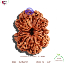 Load image into Gallery viewer, 10 Mukhi Nepalese Rudraksha - Bead No. 279
