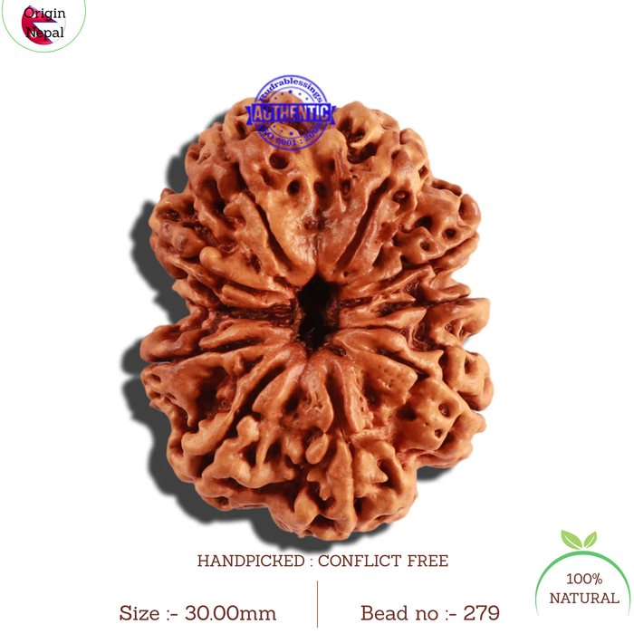 10 Mukhi Nepalese Rudraksha - Bead No. 279