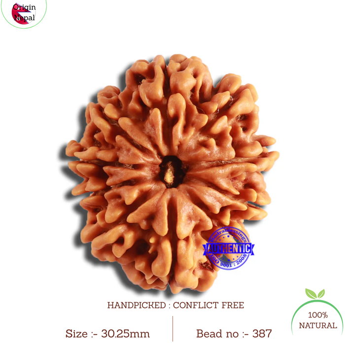 10 Mukhi Nepalese Rudraksha - Bead No. 387