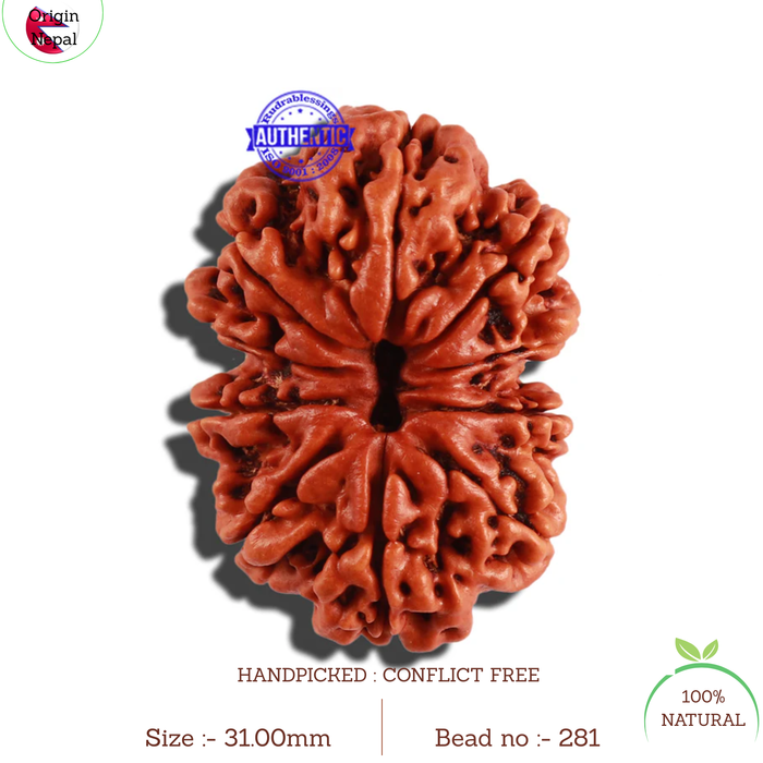 10 Mukhi Nepalese Rudraksha - Bead No. 281