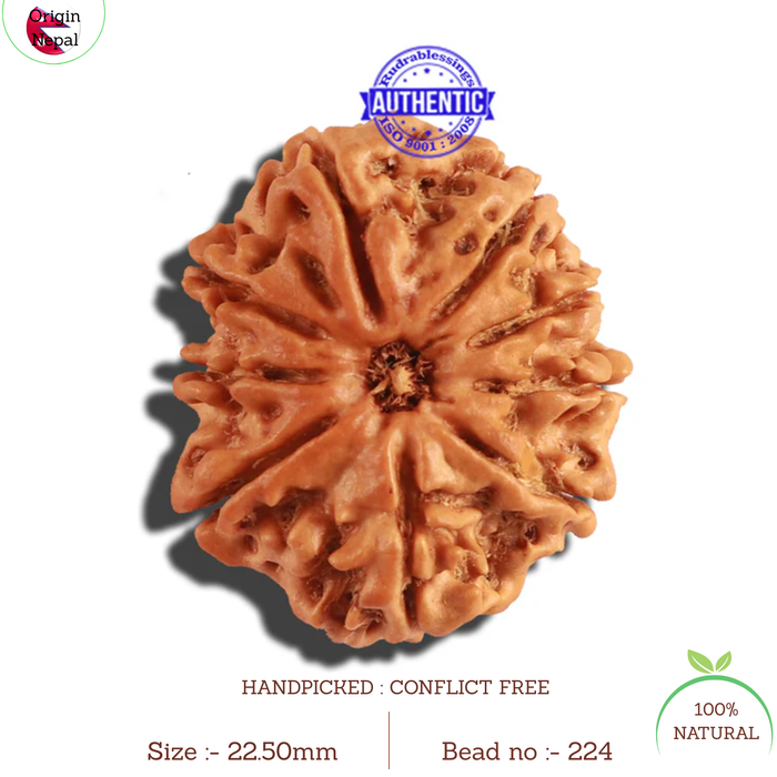 9 Mukhi Nepalese Rudraksha - Bead No. 224