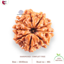 Load image into Gallery viewer, 9 Mukhi Nepalese Rudraksha - Bead No. 461

