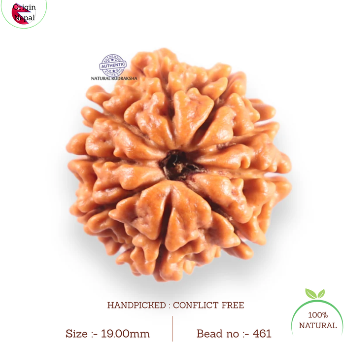 9 Mukhi Nepalese Rudraksha - Bead No. 461