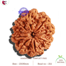 Load image into Gallery viewer, 9 Mukhi Nepalese Rudraksha - Bead No. 211

