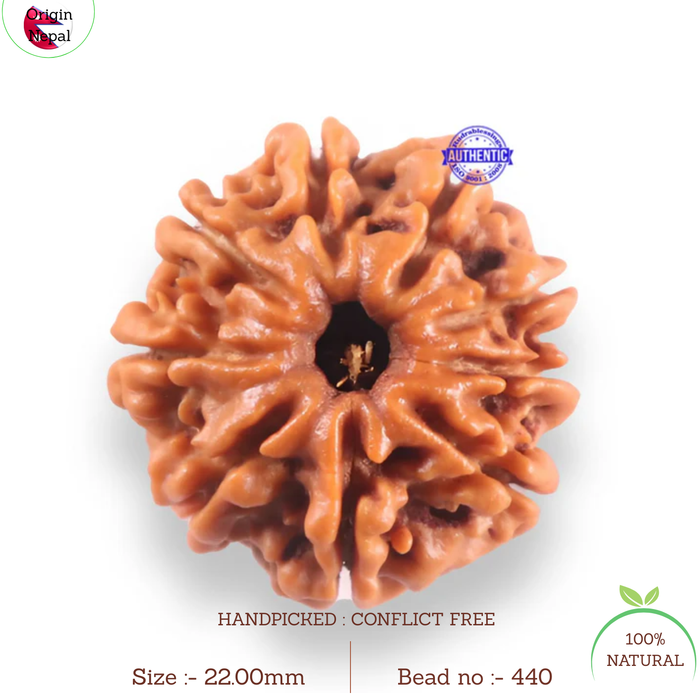9 Mukhi Nepalese Rudraksha - Bead No. 440