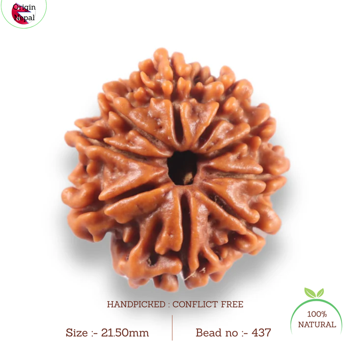9 Mukhi Nepalese Rudraksha - Bead No. 437