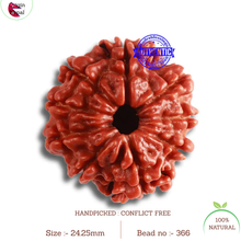 Load image into Gallery viewer, 9 Mukhi Nepalese Rudraksha - Bead No. 366
