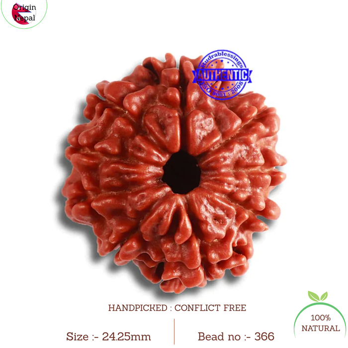 9 Mukhi Nepalese Rudraksha - Bead No. 366