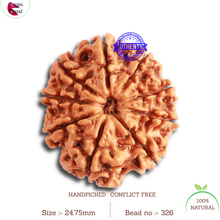Load image into Gallery viewer, 9 Mukhi Nepalese Rudraksha - Bead No. 326
