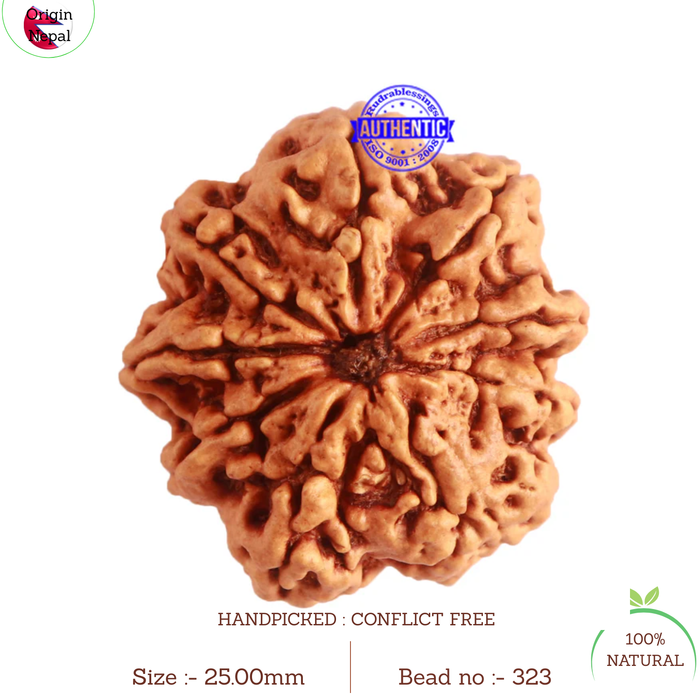 9 Mukhi Nepalese Rudraksha - Bead No. 323