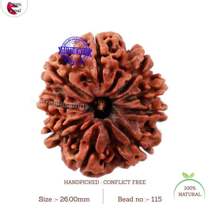 9 Mukhi Nepalese Rudraksha - Bead No. 115