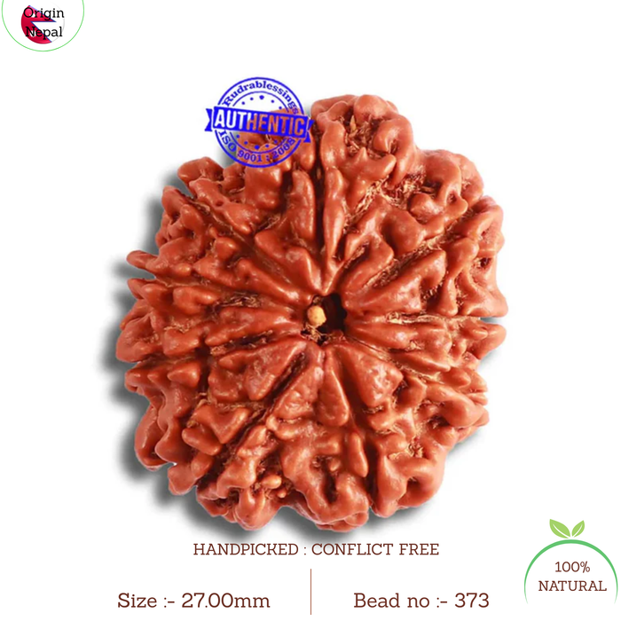 9 Mukhi Nepalese Rudraksha - Bead No. 373