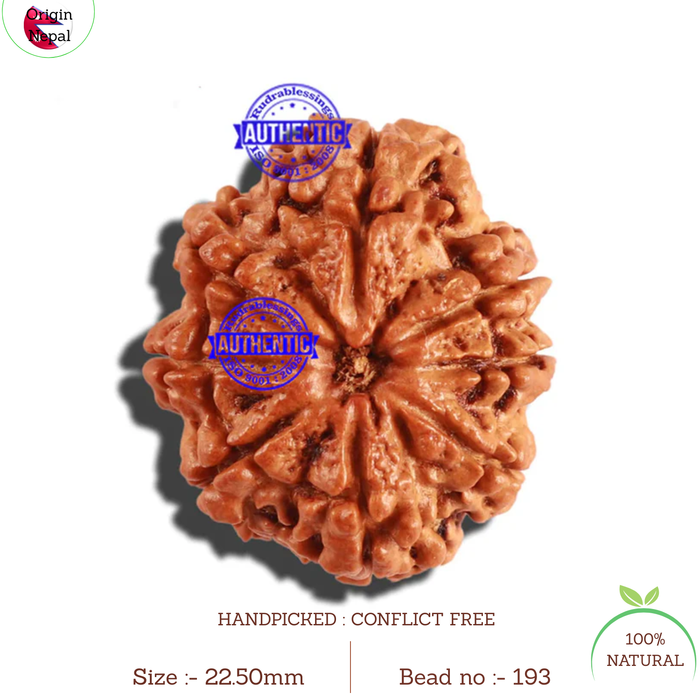8 Mukhi Nepalese Rudraksha - Bead No. 193