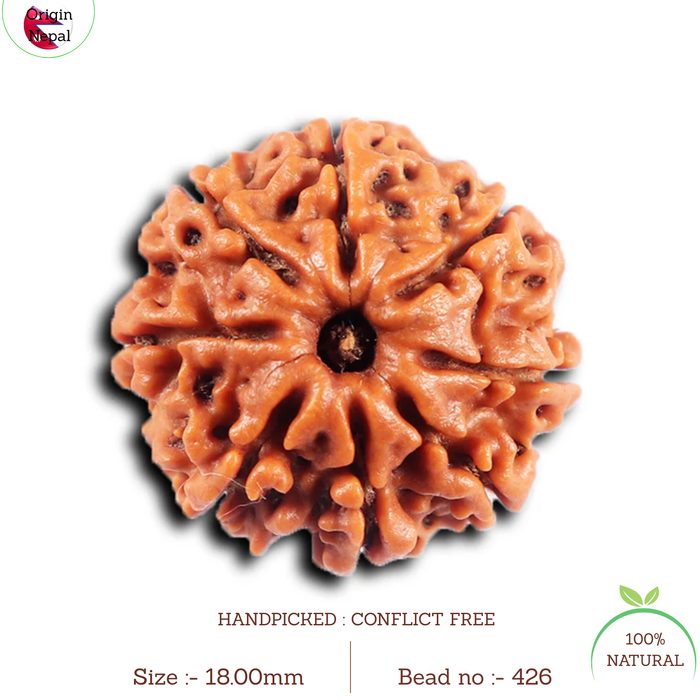 8 Mukhi Nepalese Rudraksha - Bead No. 426