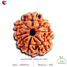 Load image into Gallery viewer, 8 Mukhi Nepalese Rudraksha - Bead No. 402
