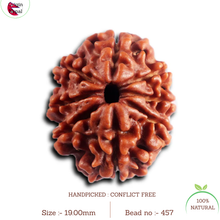 Load image into Gallery viewer, 8 Mukhi Nepalese Rudraksha - Bead No. 457
