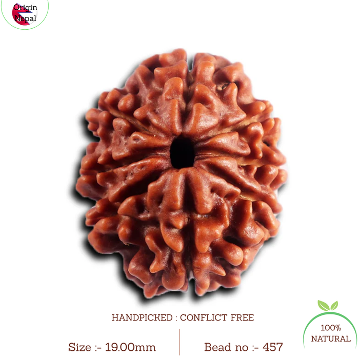 8 Mukhi Nepalese Rudraksha - Bead No. 457